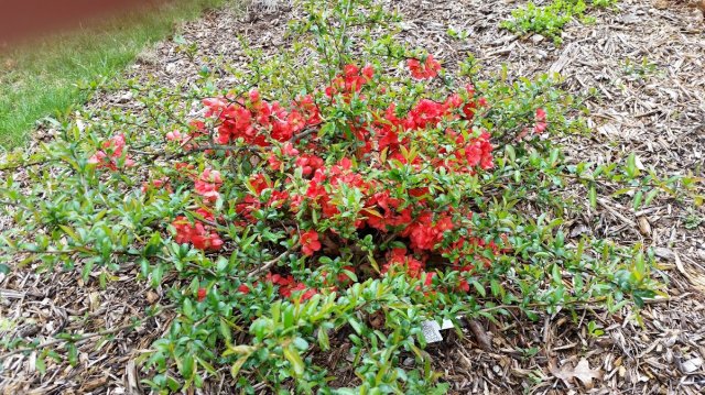 texas scarlet quince.jpg