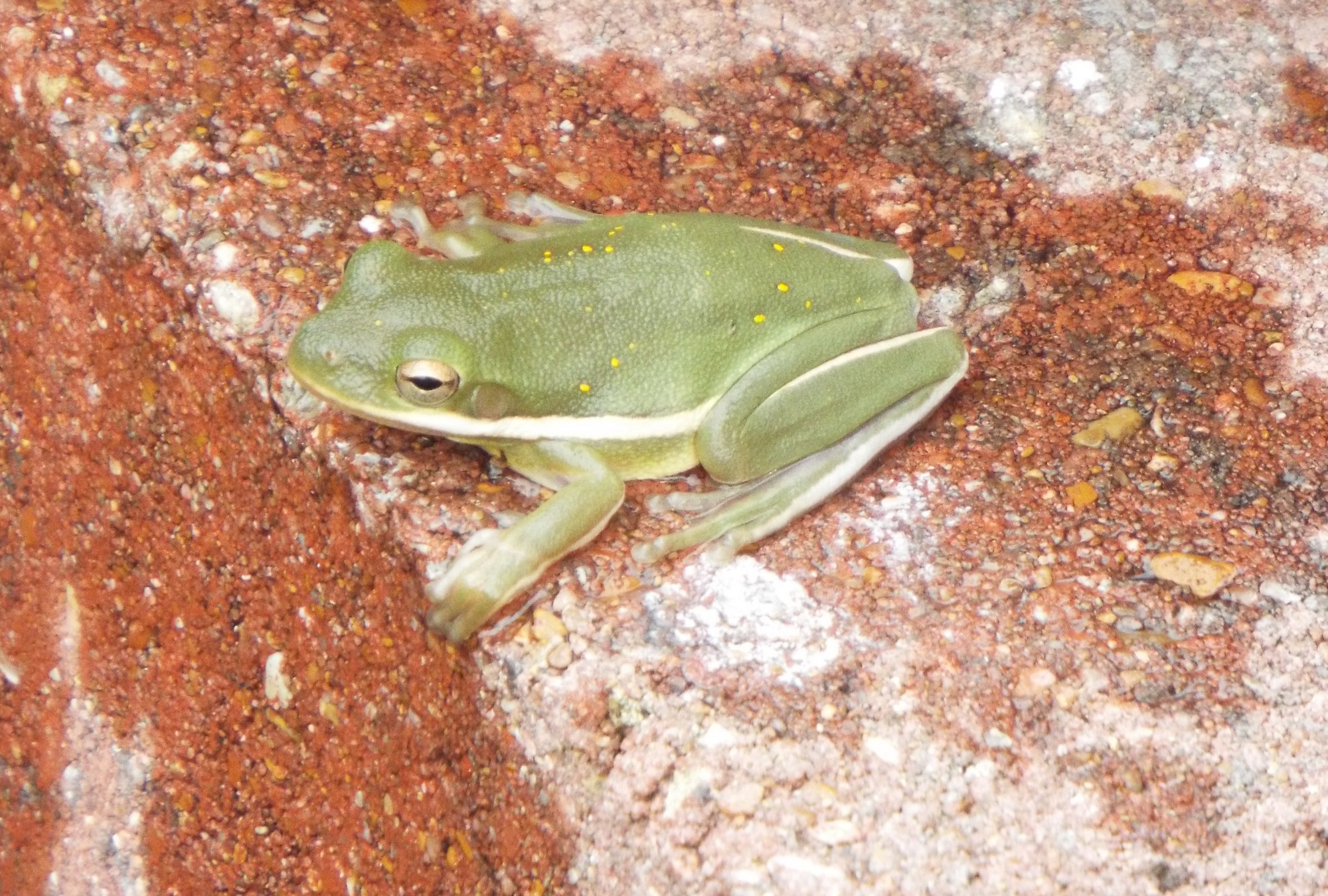 Texas tree frog.jpg