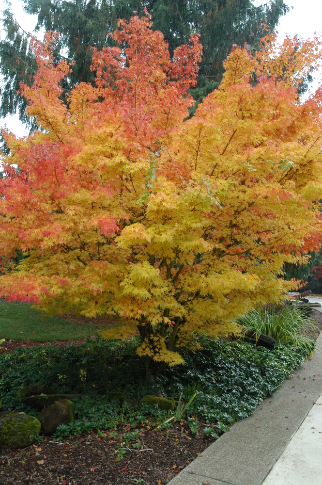 th2_acer_palmatum_sango_kaku_1.jpg