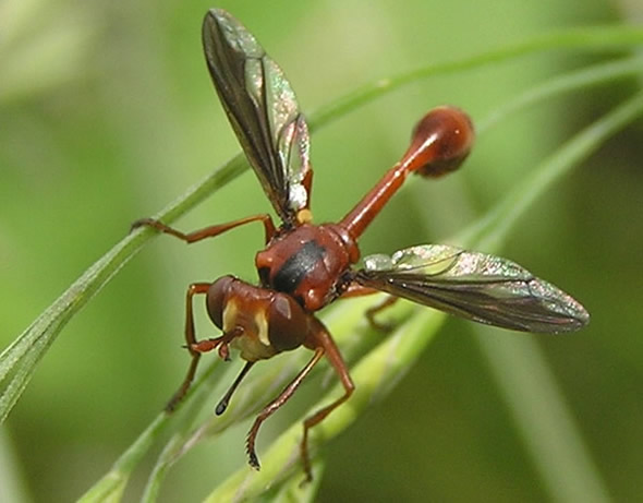 Thick-headed Fly.jpg