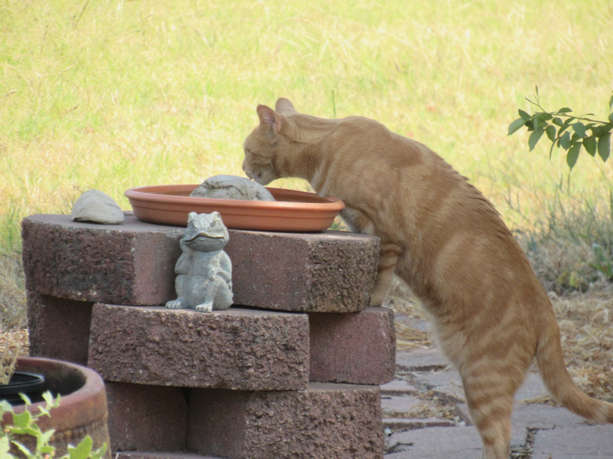 thirsty Timi.jpg
