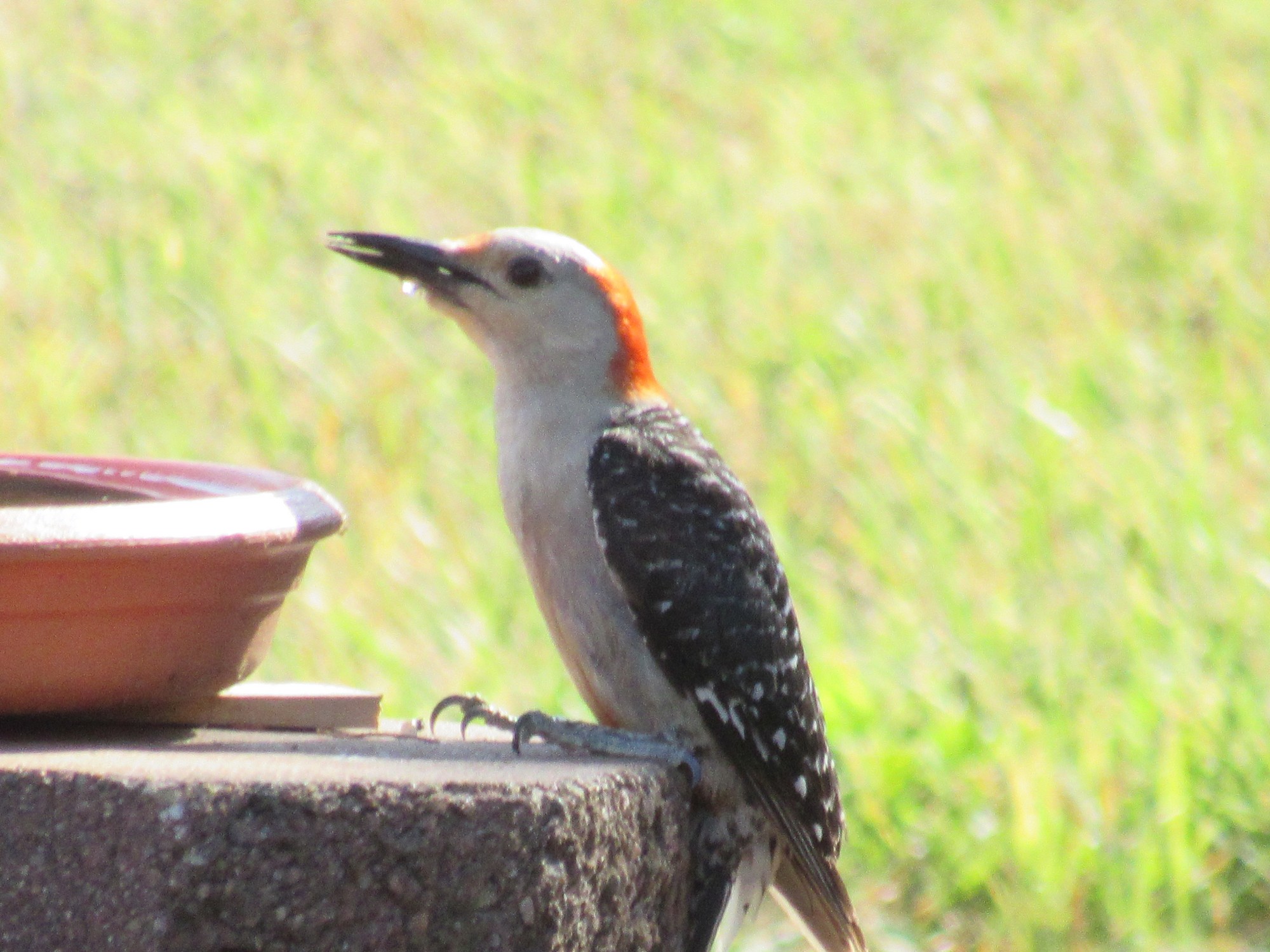 thirsty woodpecker.jpg