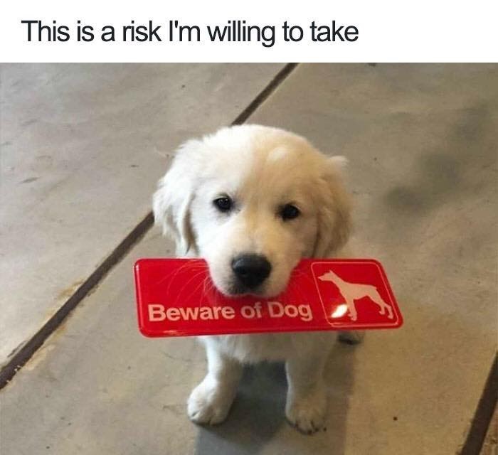 this-is-risk-willing-take-beware-dog.jpg