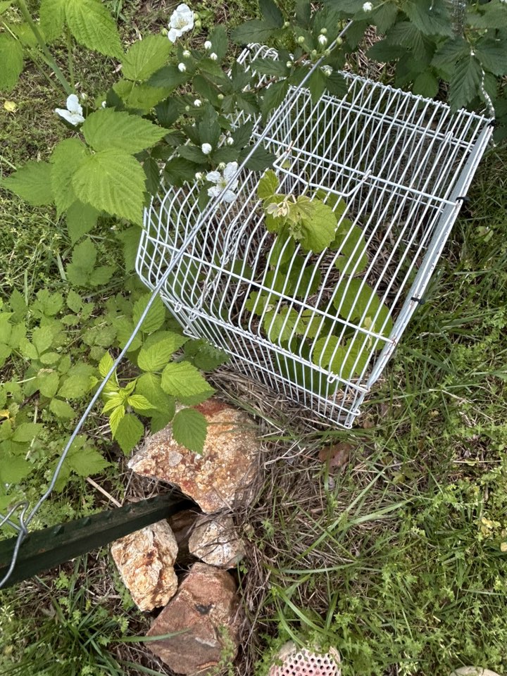 Thompson Concord cross grapevine.jpg