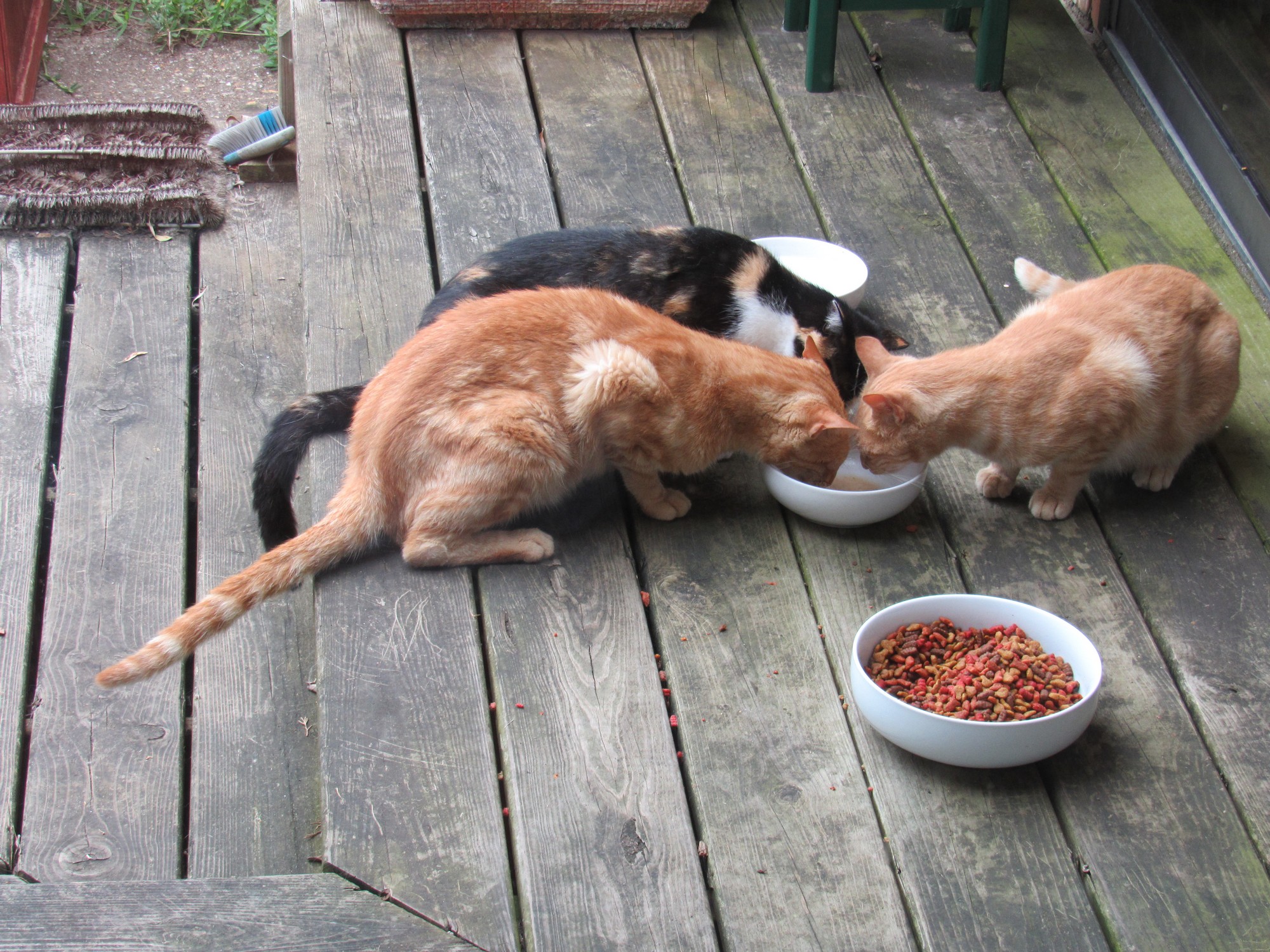 Three on tuna water.jpg