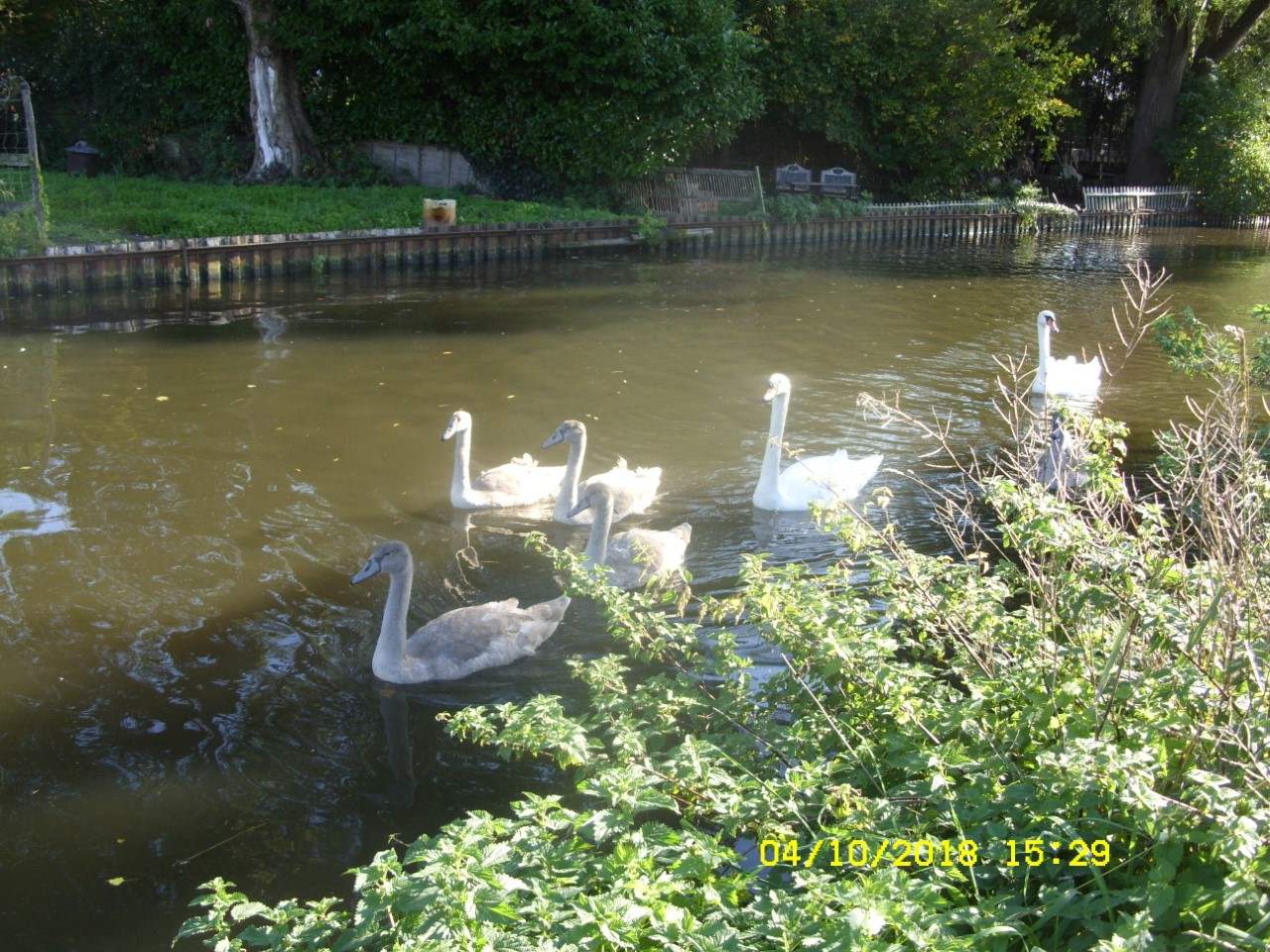 thumbnail_SDC17475.jpg