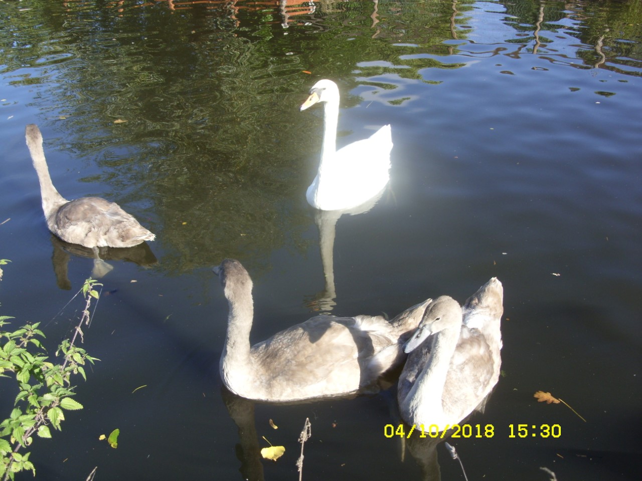 thumbnail_SDC17484.jpg