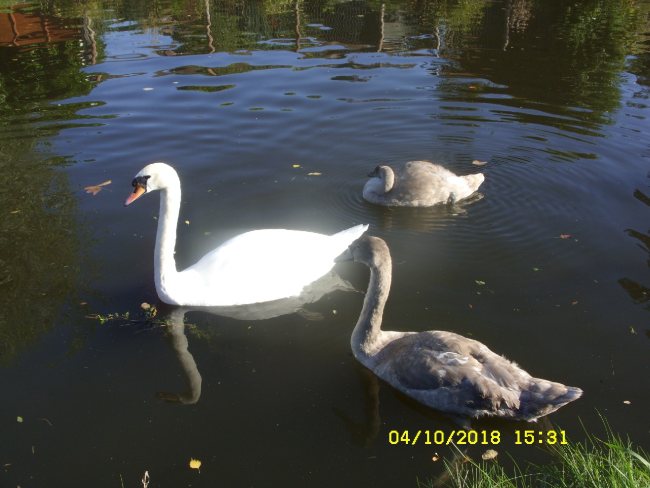 thumbnail_SDC17487.jpg