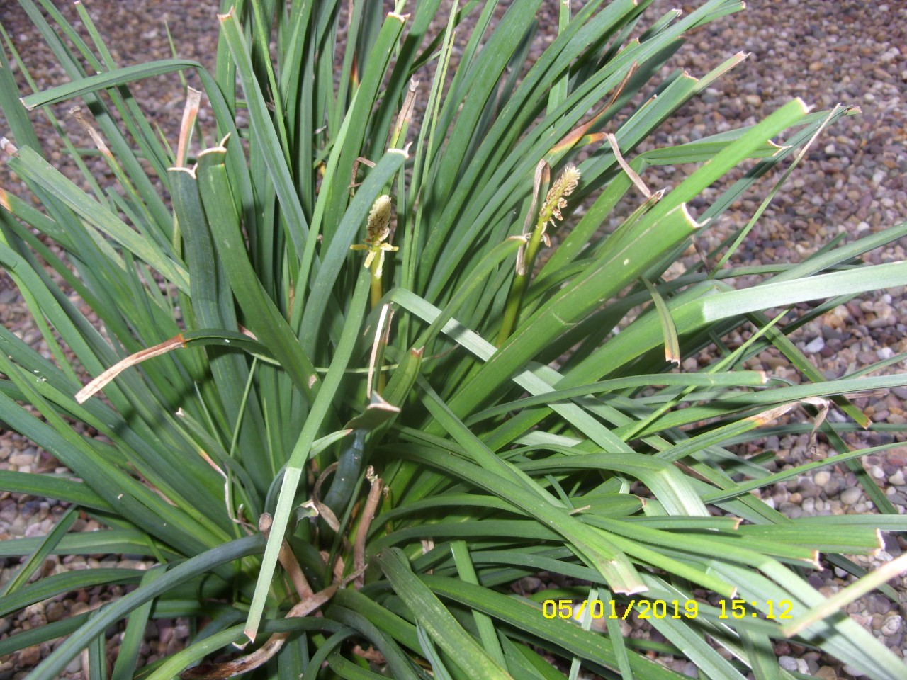 thumbnail_SDC19207.jpg