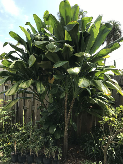 Ti Plant for Craigs list.jpg