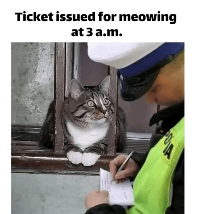 ticket-issued-meowing-at-3-m.png