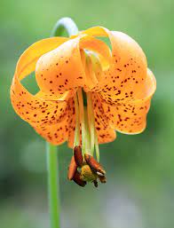 Tiger Lily - Copy.jpg