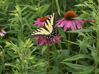 tigerswallowtail1.jpg