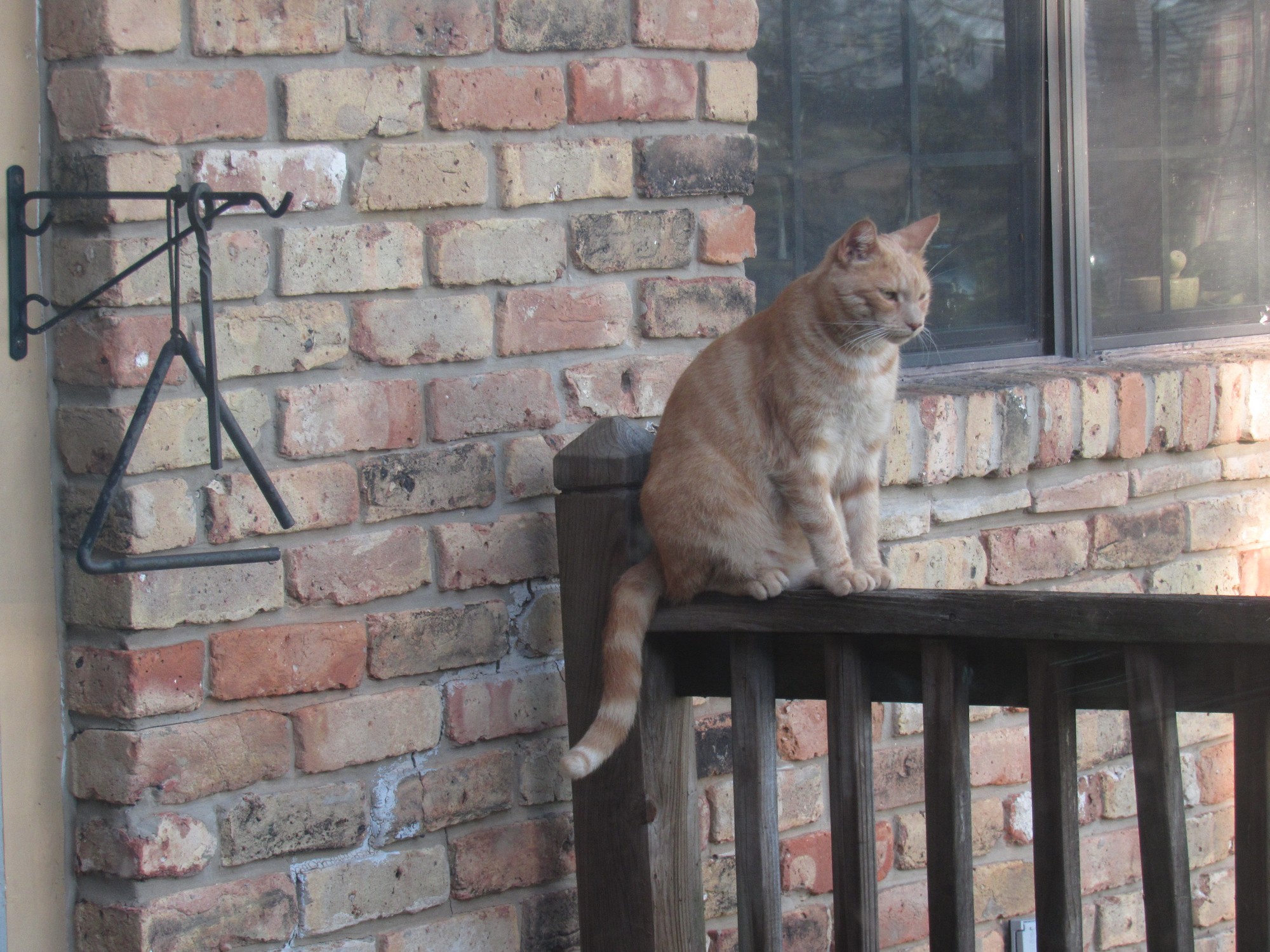 Timi guarding.jpg
