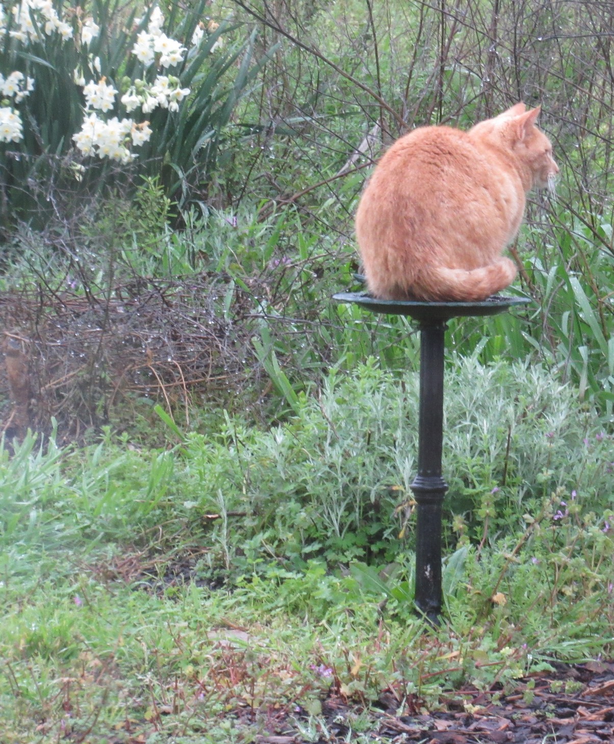 Timi on butterfly waterer.jpg