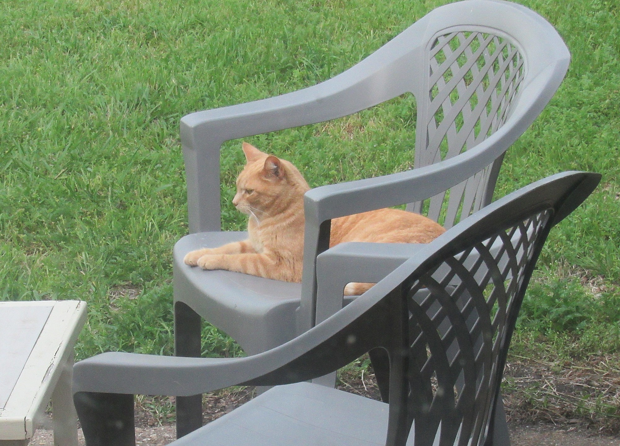 Timmi Lounging.jpg