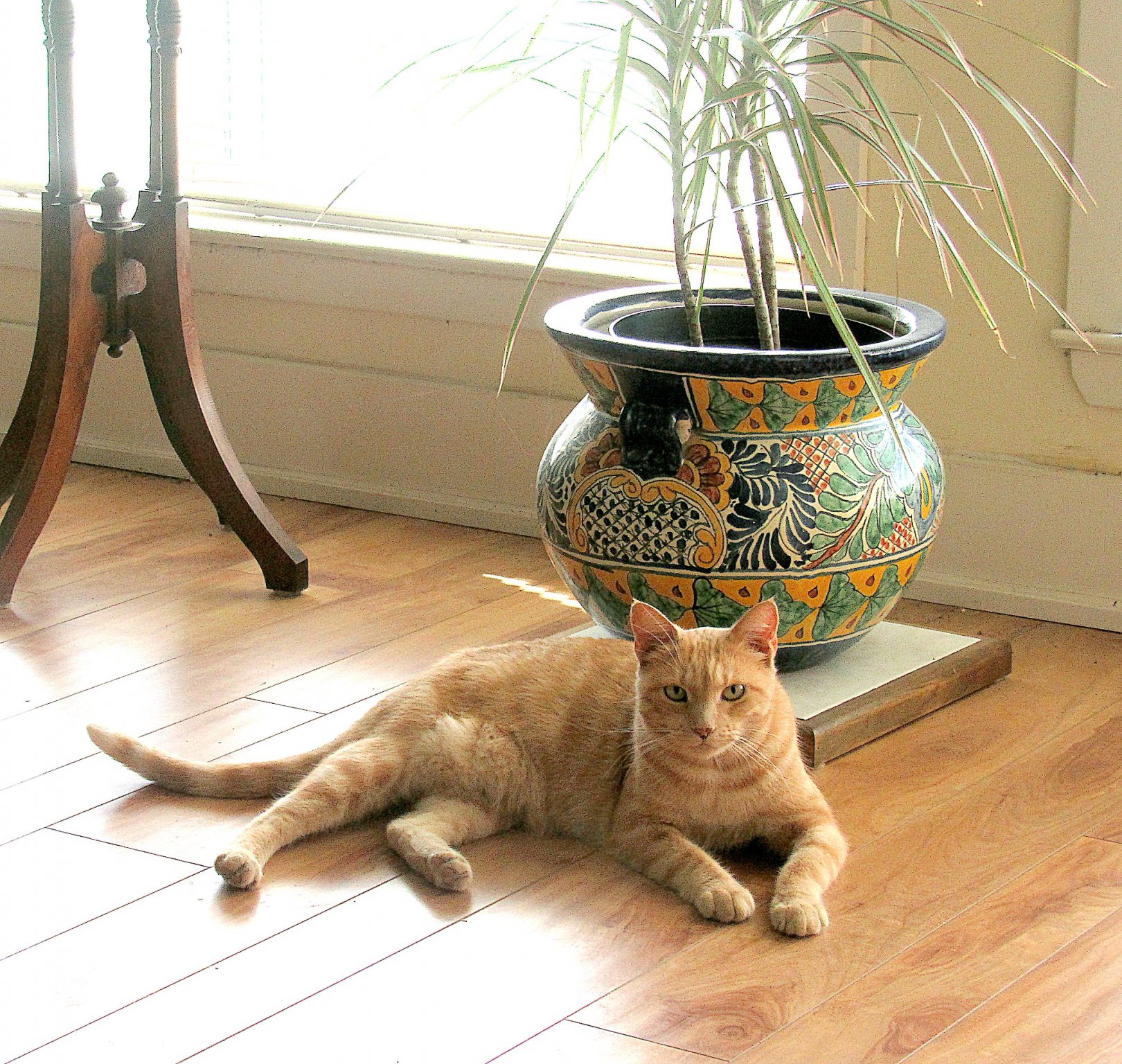 Timmi on the floor.jpg