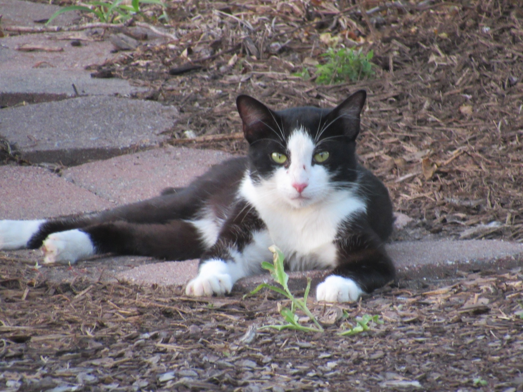 Timmi's Playmate.jpg