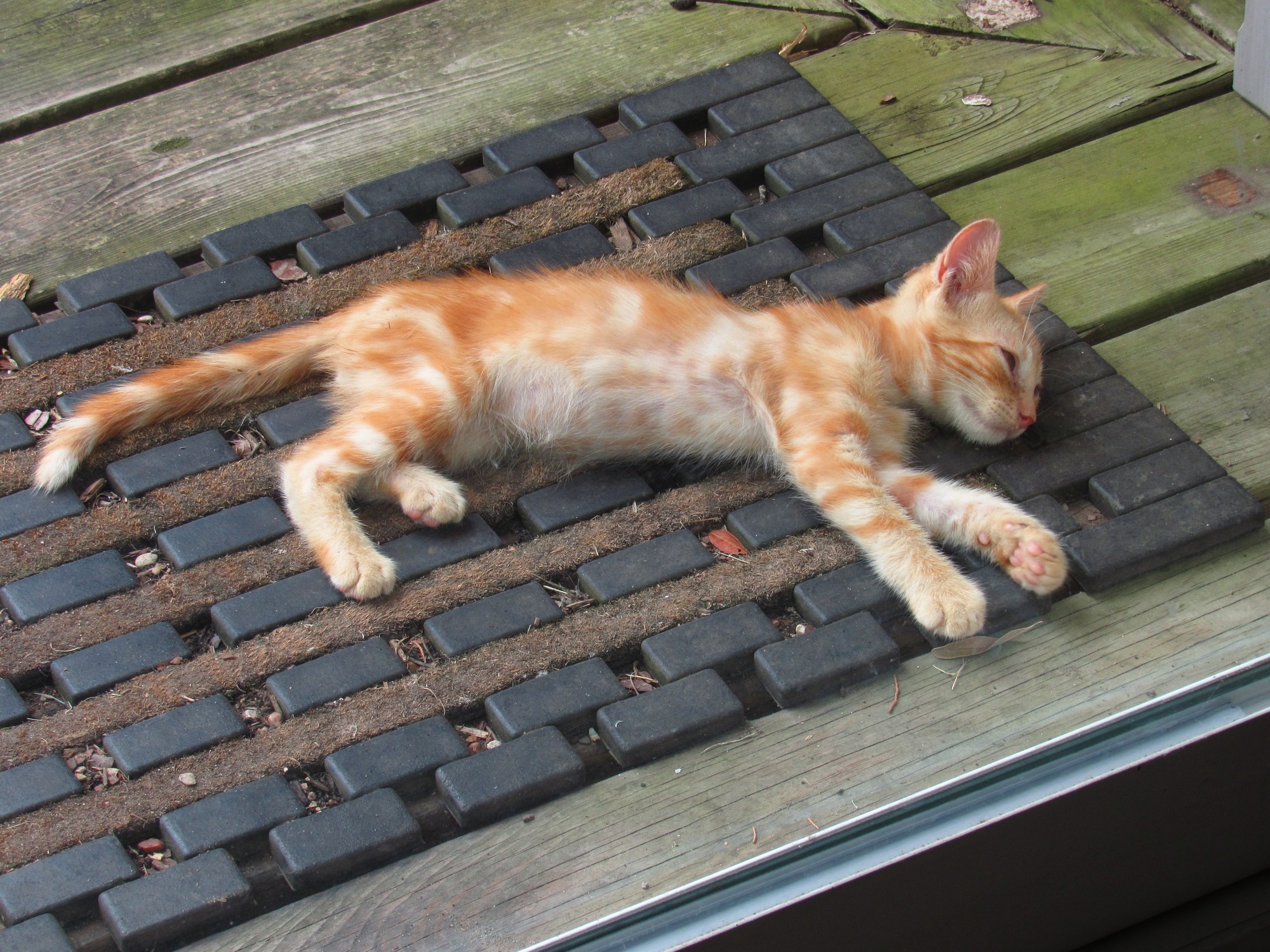 Tired kitty.jpg