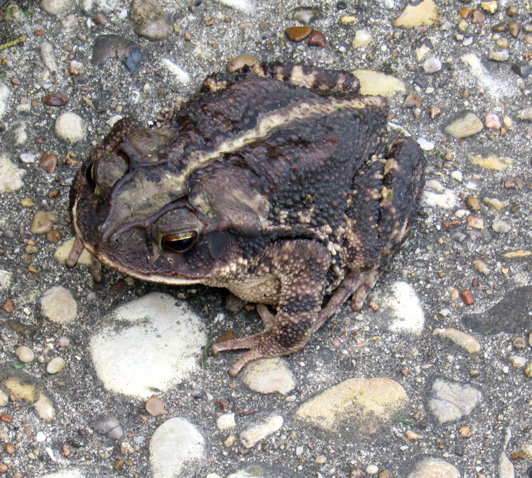 Toad 3.jpg