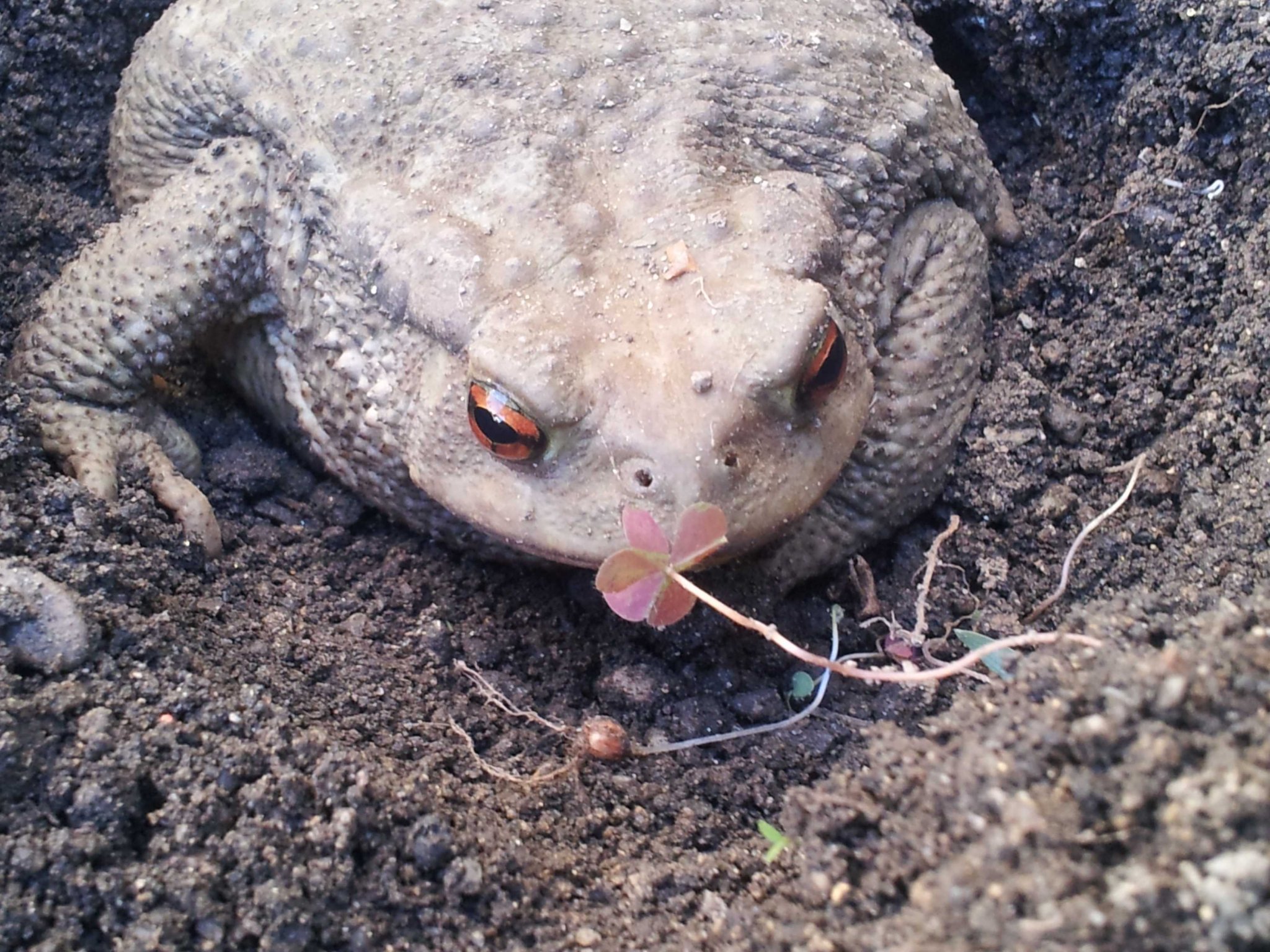 toad.jpg