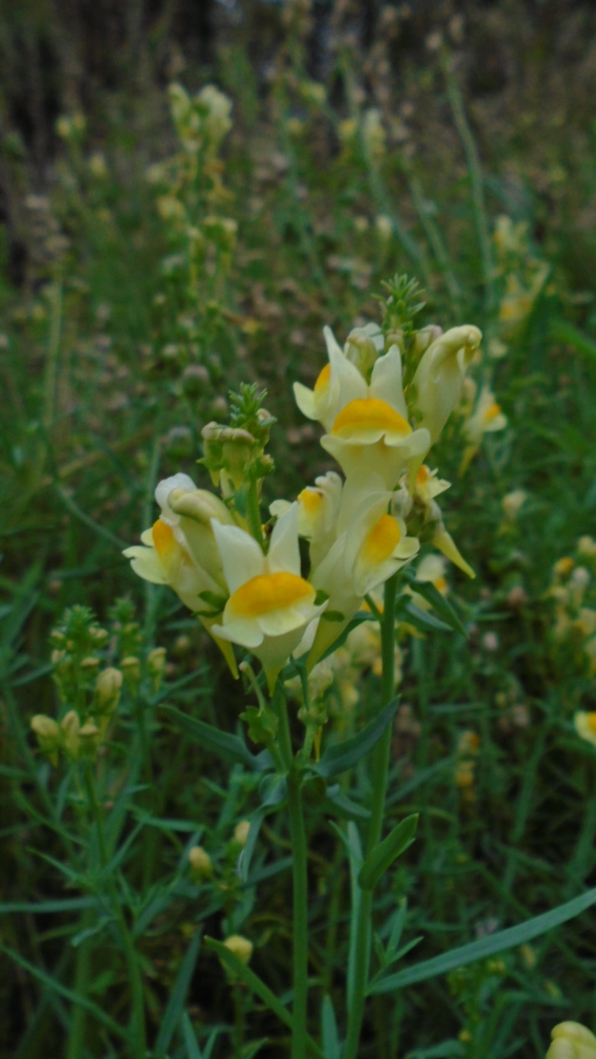 Toadflax Linaria vulgaris.JPG
