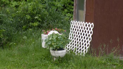 toilet planter.JPG
