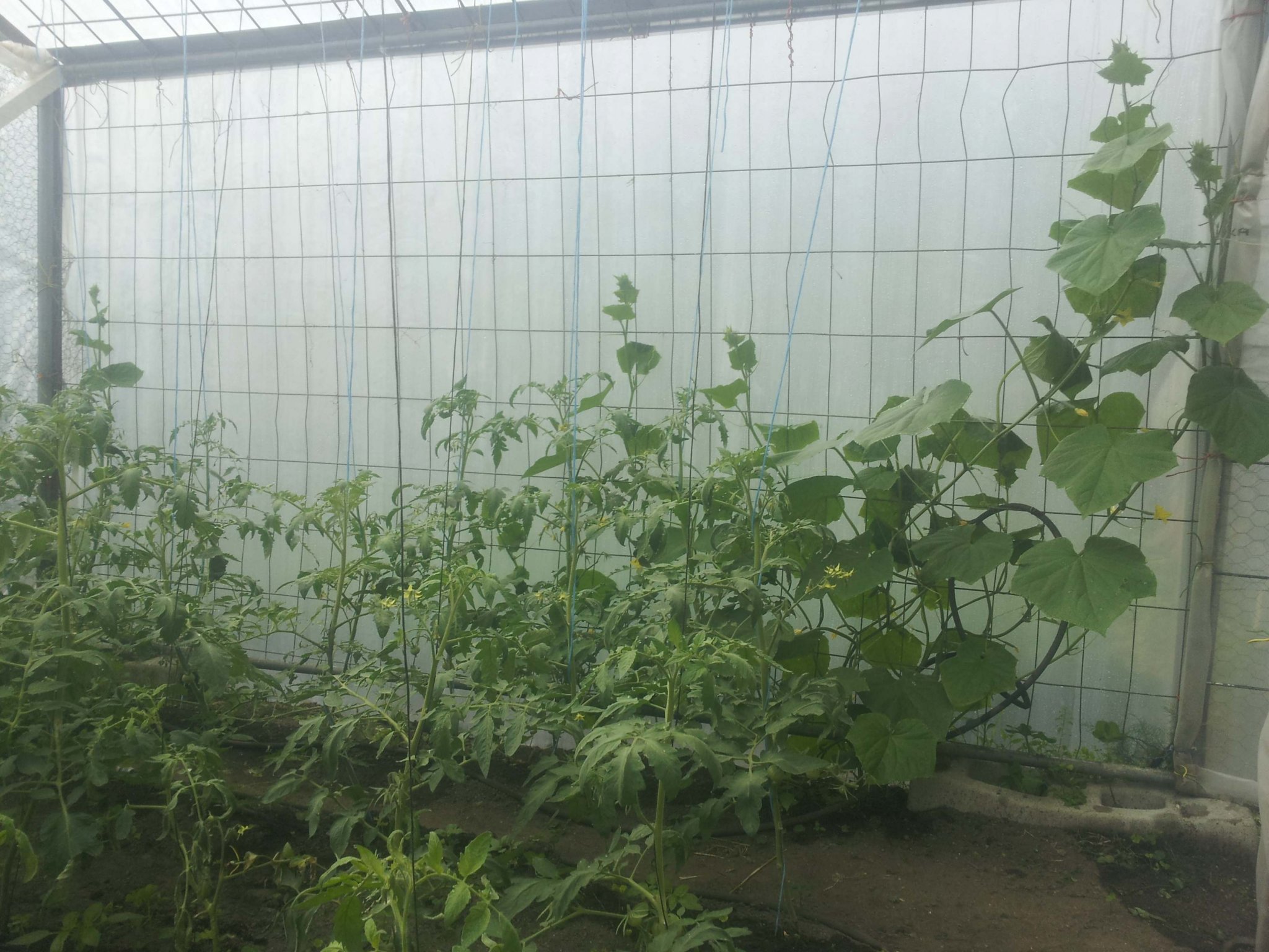 tom-house-cukes.jpg