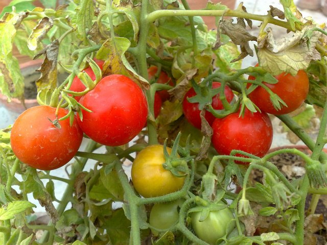 Tomato 8.jpg