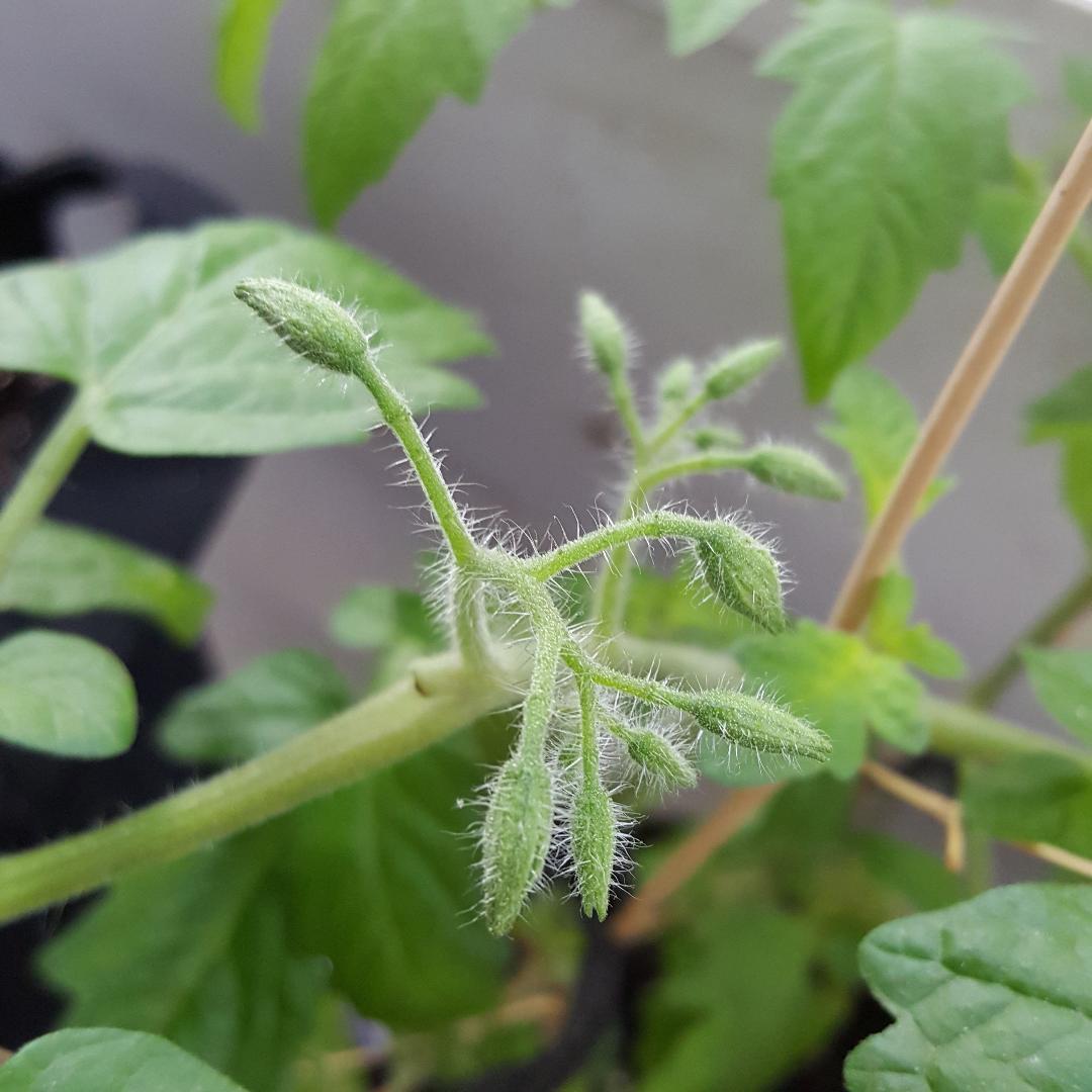 Tomato Blossoms.jpg
