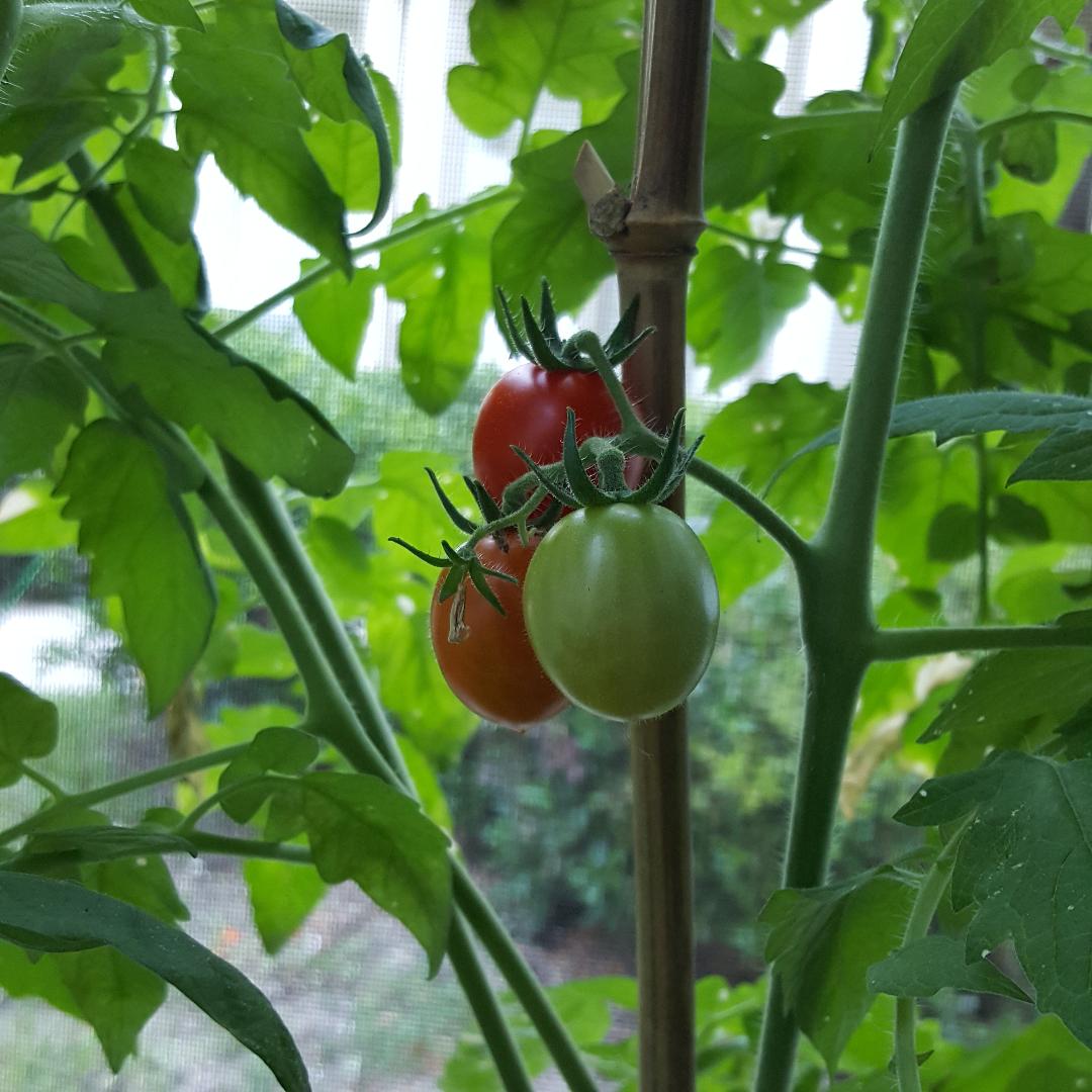Tomato Principe Borghese.jpg
