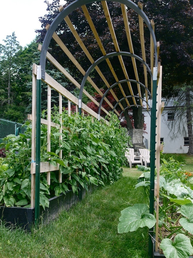 tomato-trellis-arch.jpg
