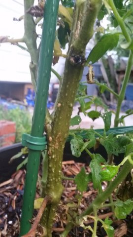 Tomato Vine 2.jpg