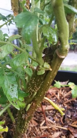 Tomato Vine.jpg