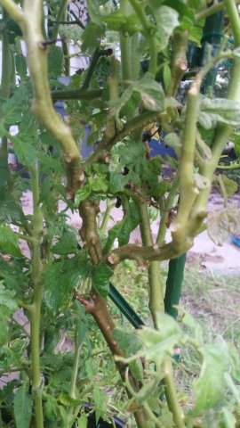 Tomatoes 3.jpg