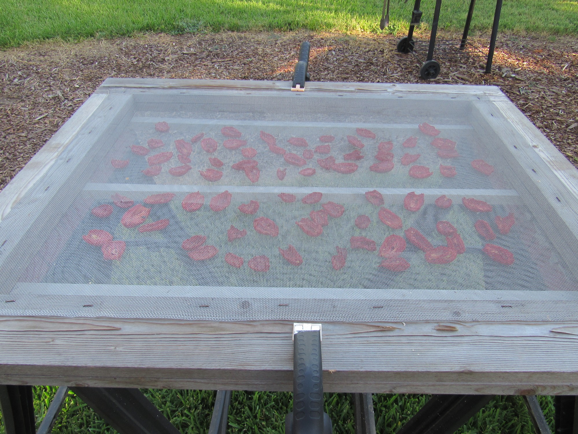 tomatoes drying.jpg
