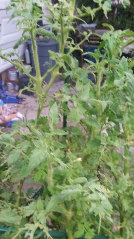 Tomatoes.jpg