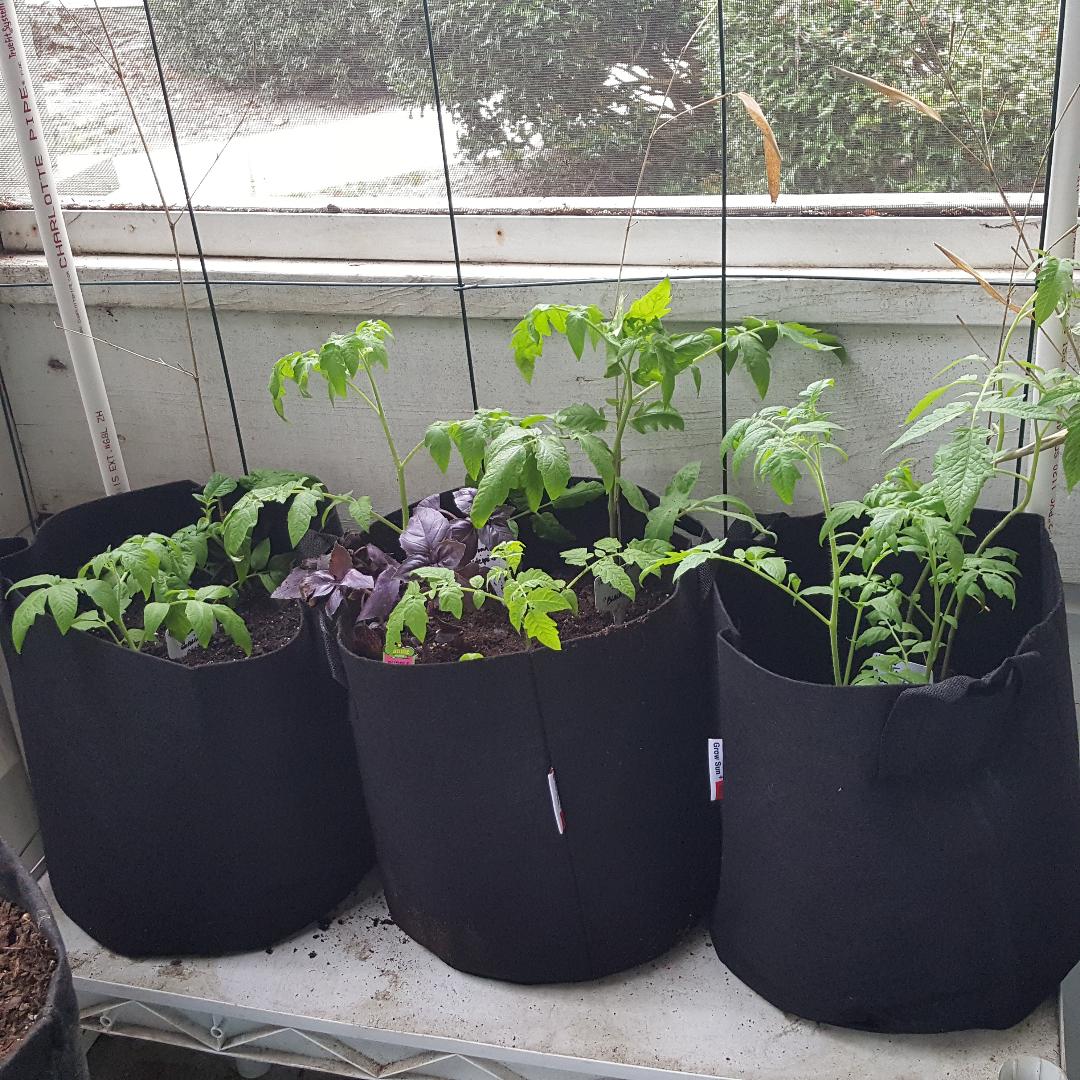 Tomatoes & Purple Basil.jpg
