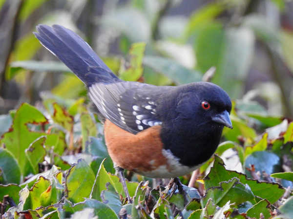 towhee.jpg