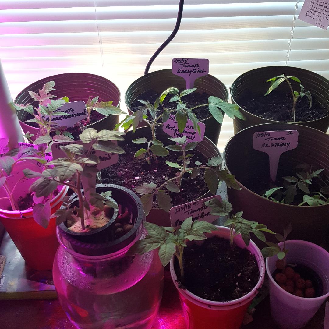 Transplanted 1.jpg