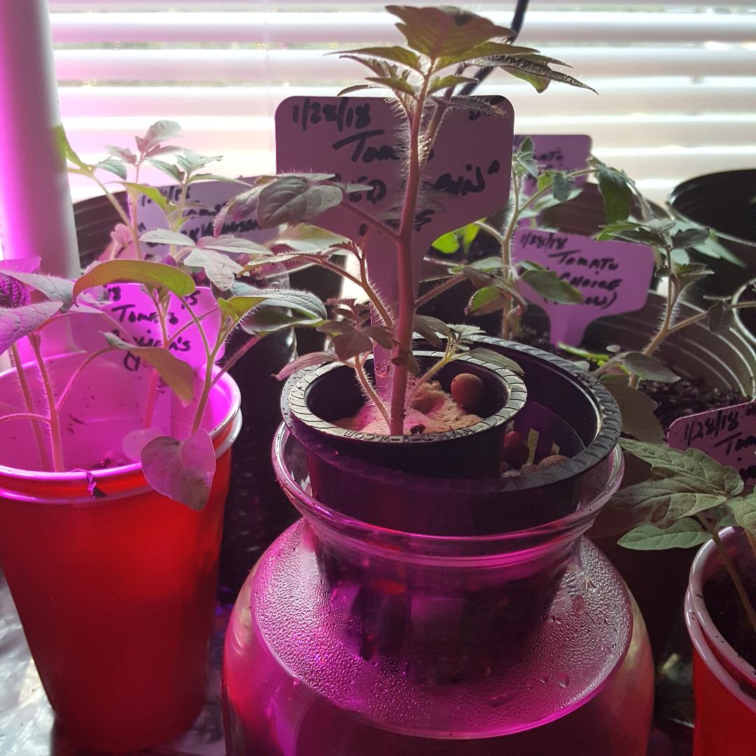 Transplanted 2.jpg