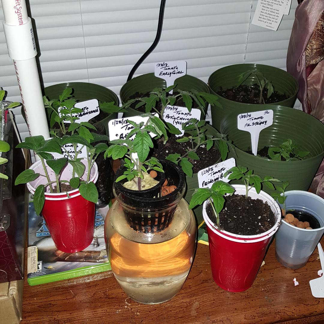 Transplanted 3.jpg