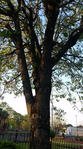 Tree.jpg