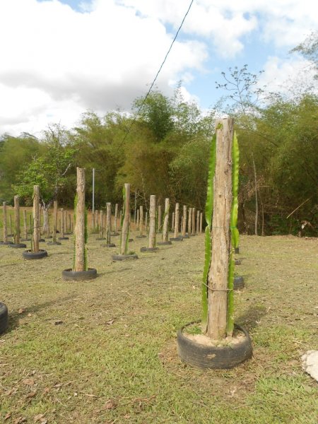 TRINIDAD 2014 451.JPG