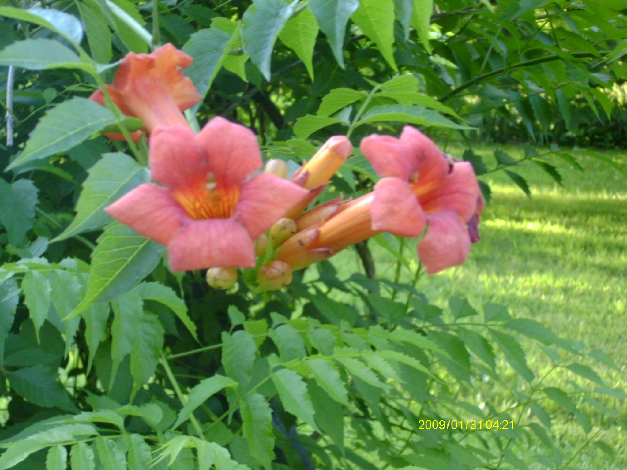 trumpet vines.JPG