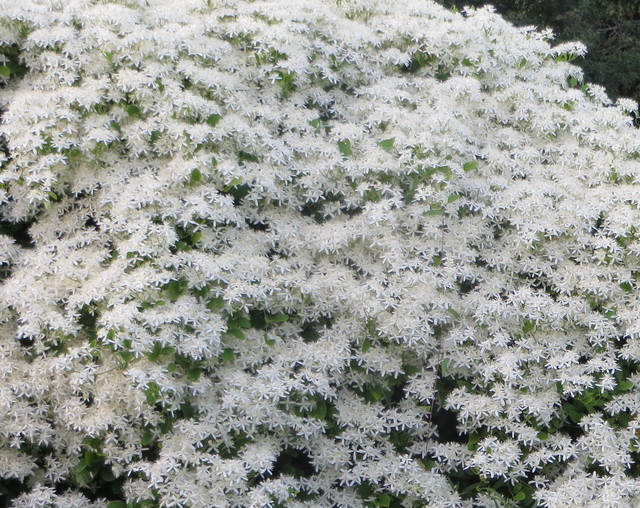 tuin a.jpg