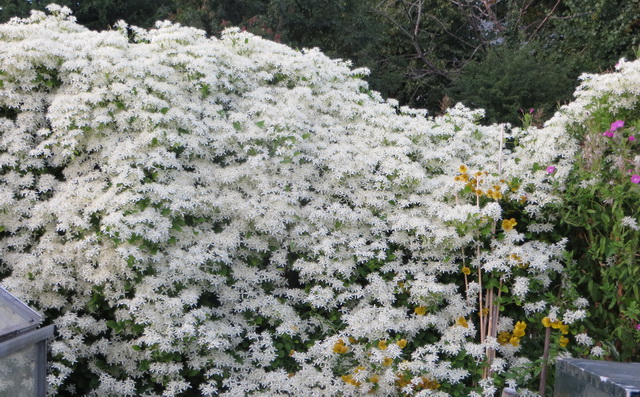tuin.jpg