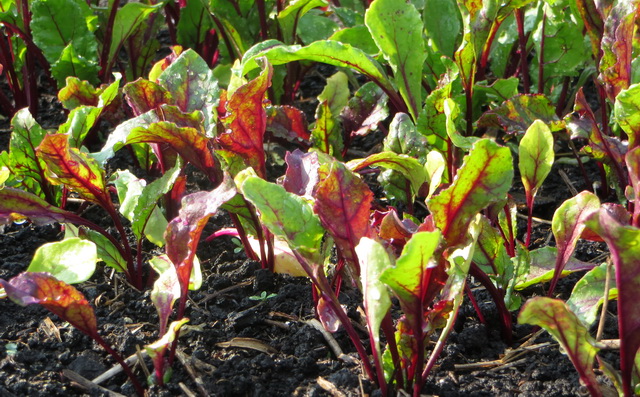 tuin03 a.jpg