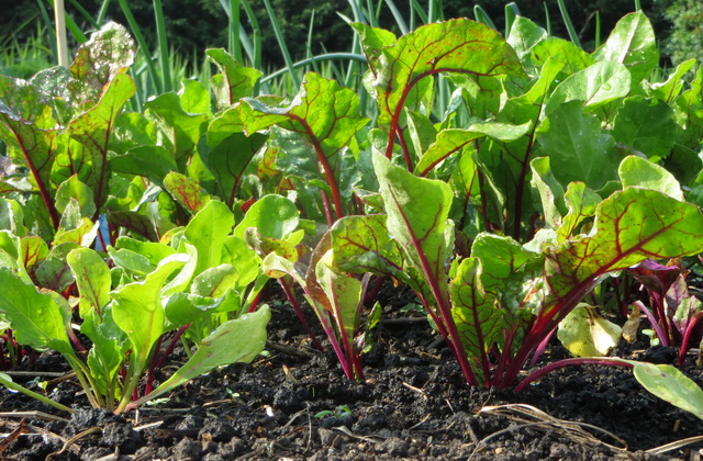 tuin03.jpg