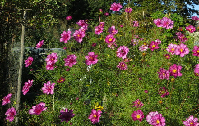 tuin05.jpg